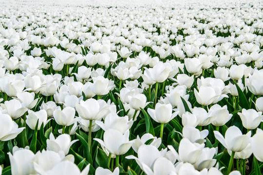 November at Middle Park Florist: A Time to Honour, Prepare & Grow